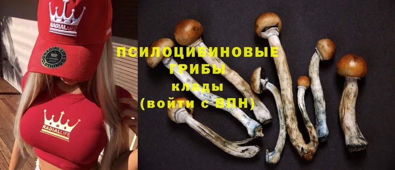 Псилоцибиновые грибы GOLDEN TEACHER  hydra как зайти  Городовиковск 